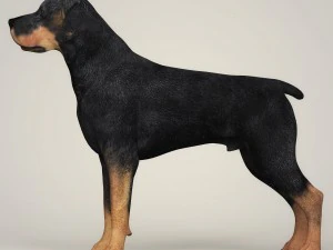 realistic rottweiler dog 3D Model