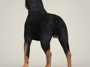 realistic rottweiler dog 3D Model