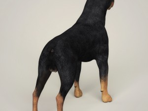 realistic rottweiler dog 3D Model