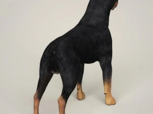 realistic rottweiler dog 3D Model