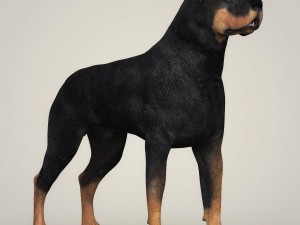 realistic rottweiler dog 3D Model