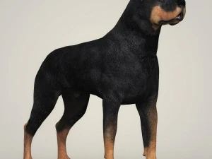 realistic rottweiler dog 3D Model