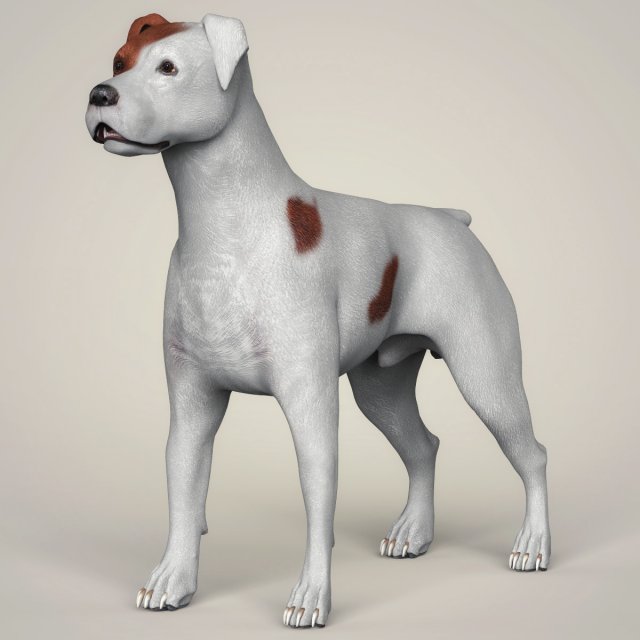 realistic parson russell terrier dog 3D Model .c4d .max .obj .3ds .fbx .stl .blend 