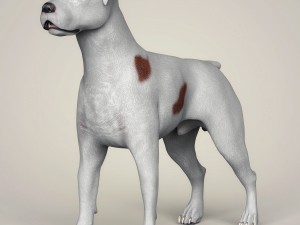 realistic parson russell terrier dog 3D Model