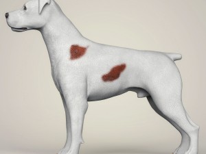 realistic parson russell terrier dog 3D Model