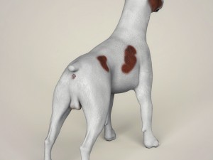 realistic parson russell terrier dog 3D Model