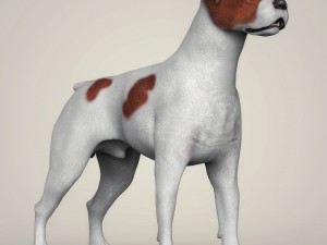 realistic parson russell terrier dog 3D Model