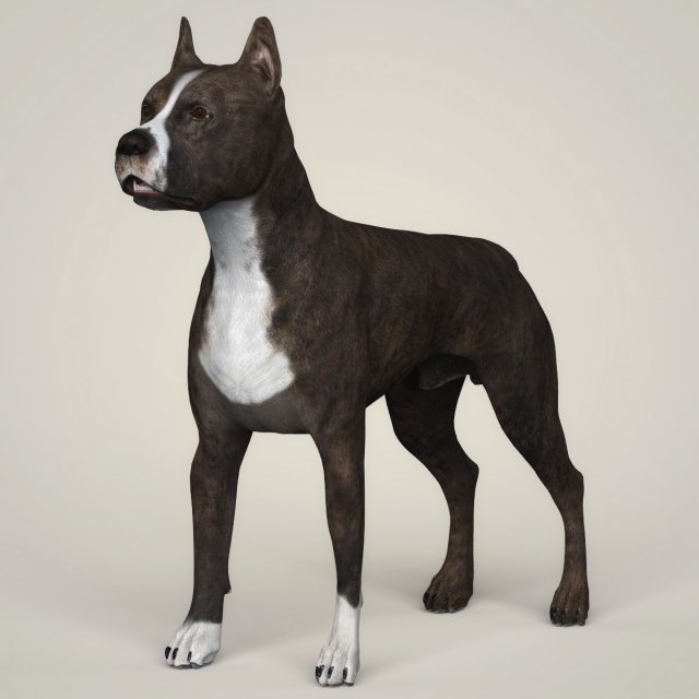 realistic american staffordshire dog 3D 模型 .c4d .max .obj .3ds .fbx .stl .blend 