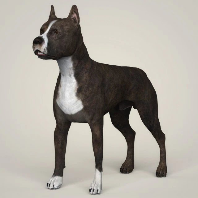 realistic american staffordshire dog 3D Model .c4d .max .obj .3ds .fbx .stl .blend 