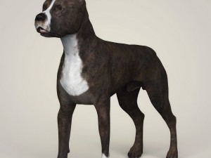 realistic american staffordshire dog 3D Model