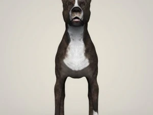 realistic american staffordshire dog 3D Model