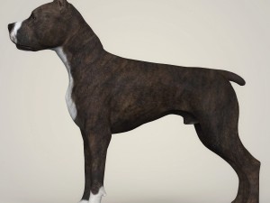 realistic american staffordshire dog 3D 模型