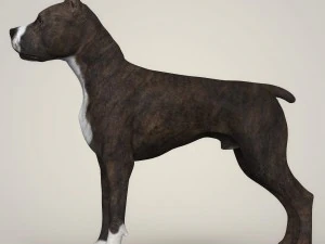 realistic american staffordshire dog 3D Model