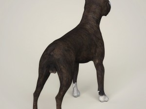 realistic american staffordshire dog 3D 模型