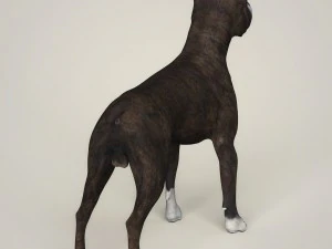 realistic american staffordshire dog 3D Model