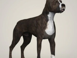 realistic american staffordshire dog 3D Model