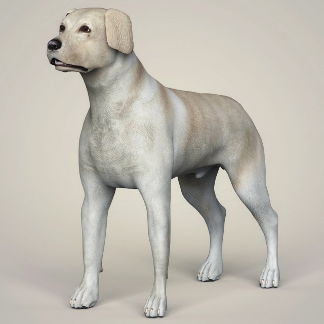 realistic labrador dog 3D Model .c4d .max .obj .3ds .fbx .lwo .lw .lws