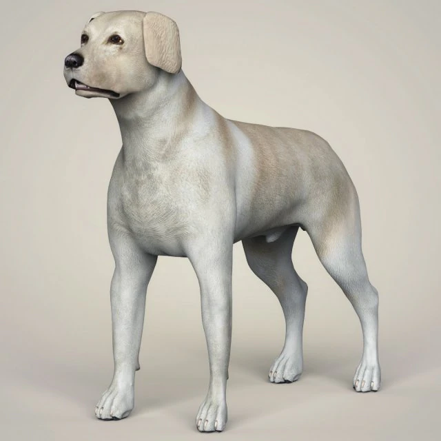 realistic labrador dog 3D Model .c4d .max .obj .3ds .fbx .stl .blend 