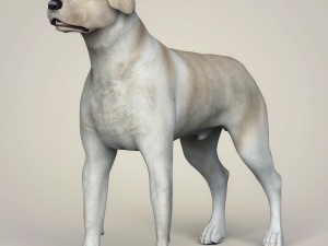 realistic labrador dog 3D Model
