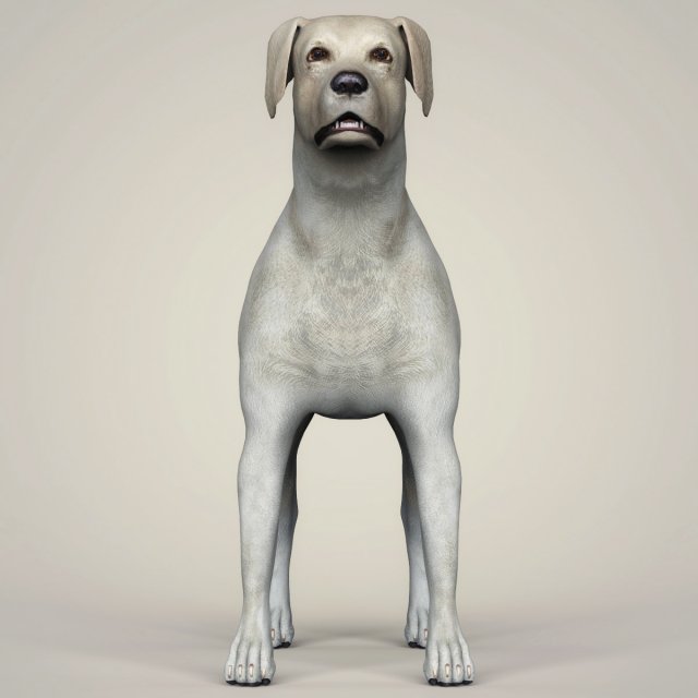 Download realistic labrador dog 3D Model