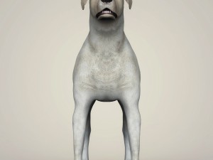 realistic labrador dog Model 3D