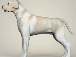 realistic labrador dog 3D Model