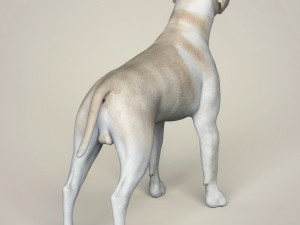 realistic labrador dog Model 3D