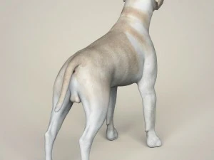 realistic labrador dog 3D Model