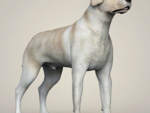 realistic labrador dog Model 3D