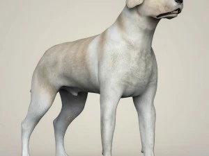 realistic labrador dog 3D Model