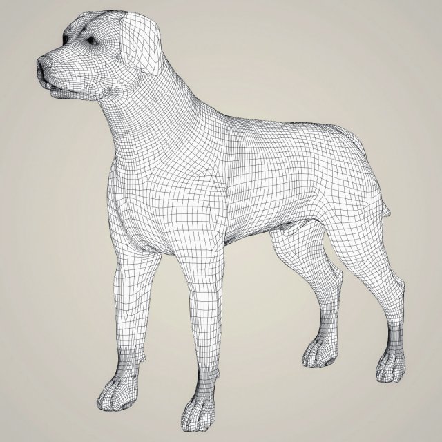 Download realistic labrador dog 3D Model