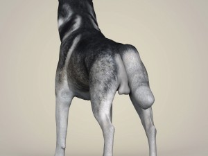 Dog breeds collection Model 3D