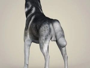 Dog breeds collection 3D Model