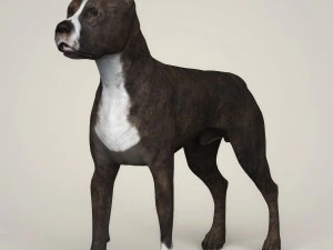 Dog breeds collection 3D Model