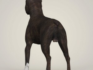 Dog breeds collection Model 3D