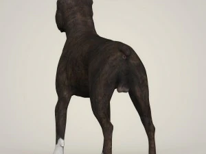 Dog breeds collection 3D Model