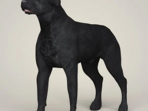 Dog breeds collection 3D Model