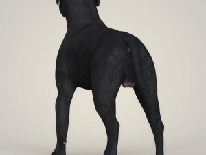Dog breeds collection Model 3D