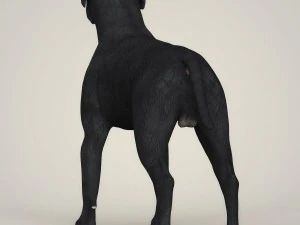 Dog breeds collection 3D Model