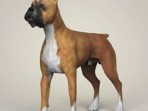 Dog breeds collection 3D Model