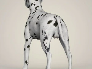 Dog breeds collection 3D Model