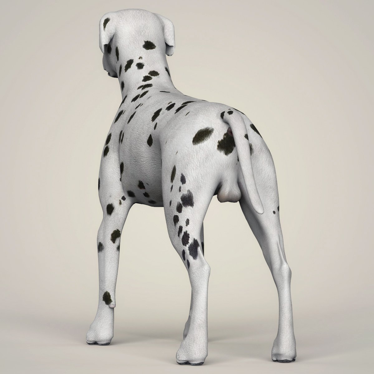 3д дог. Модельная собака. Dog 3d model. Дог 3д модель. Датский дог модель 3д.