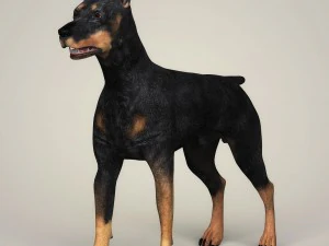 Dog breeds collection 3D Model