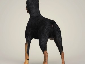 Dog breeds collection Model 3D
