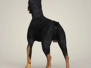 Dog breeds collection 3D Model