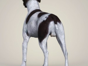 Dog breeds collection Model 3D