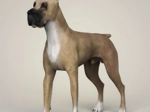 Dog breeds collection 3D Model