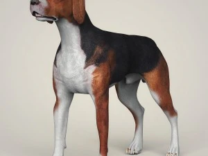 Dog breeds collection 3D Model