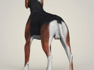 Dog breeds collection Model 3D
