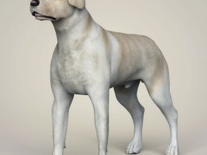 Dog breeds collection Model 3D
